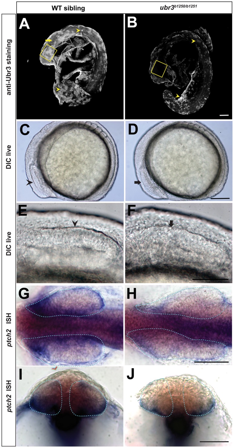 Fig 7