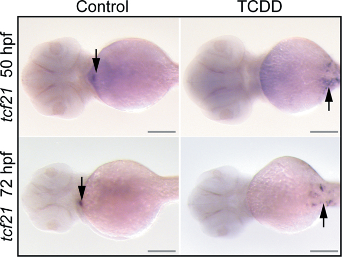 Fig. 8.