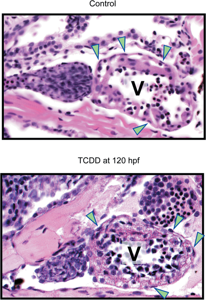 Fig. 11.