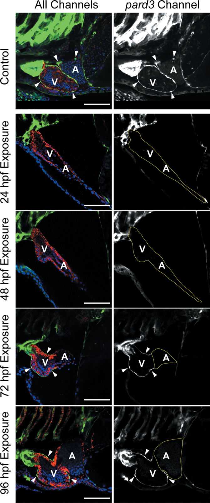 Fig. 9.