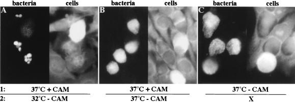 FIG. 7