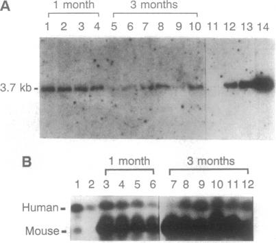 graphic file with name pnas01141-0159-a.jpg