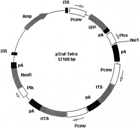 FIG. 1.