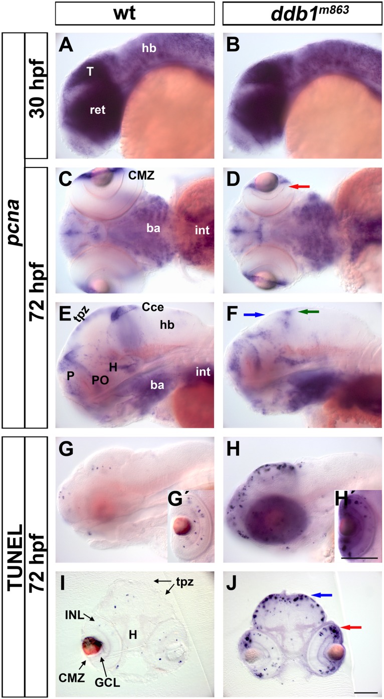 Fig 4