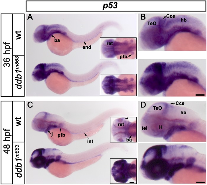 Fig 5