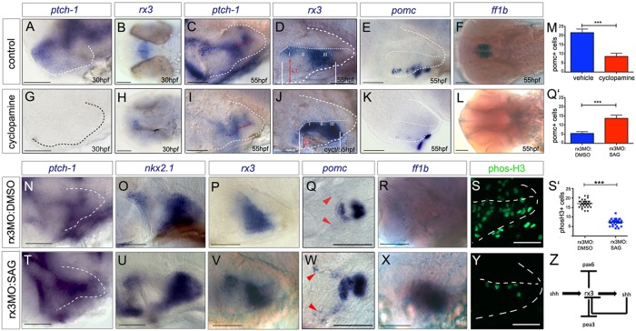 Fig. 7.