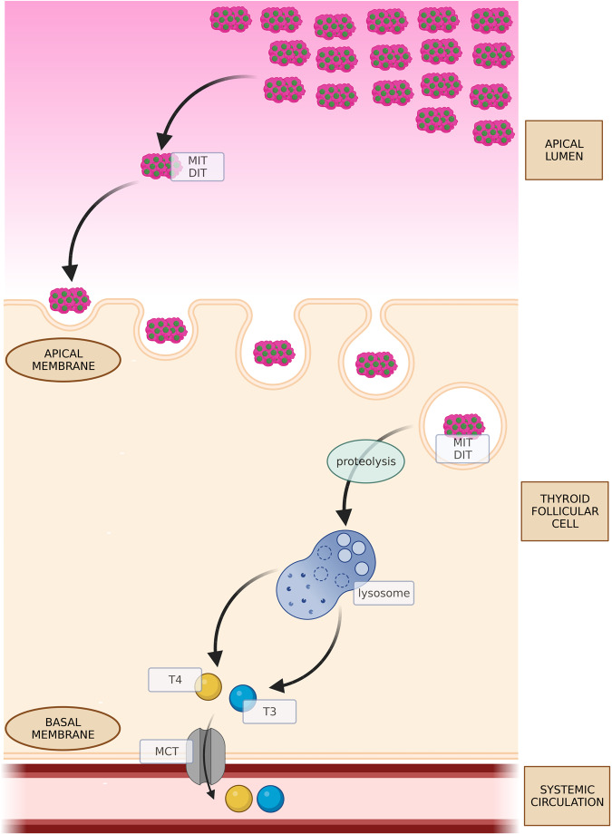 Fig. 2