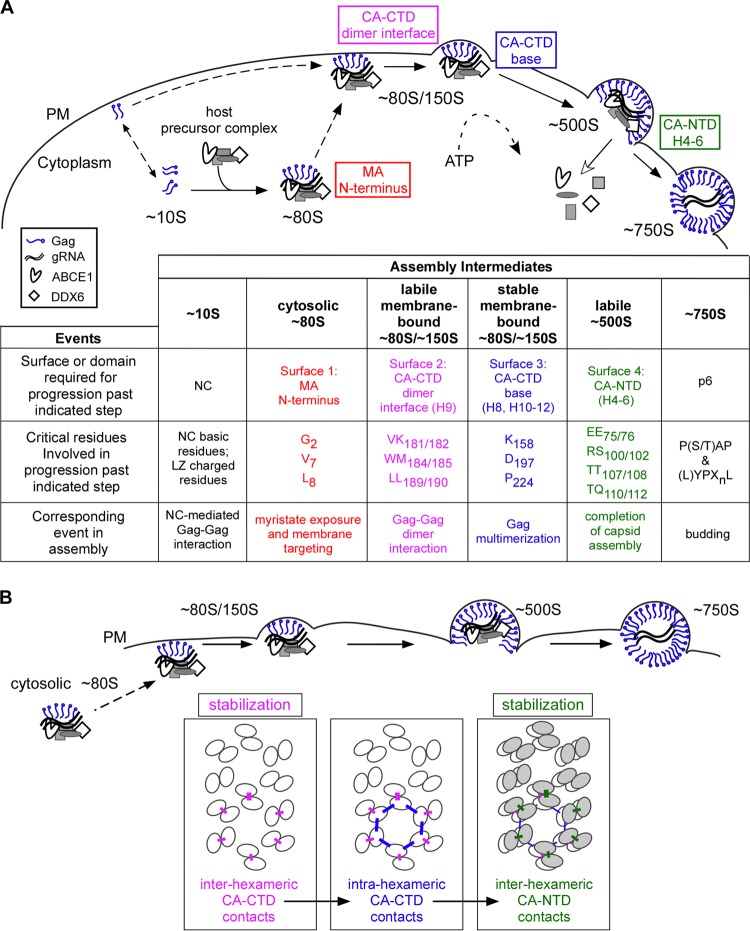 FIG 14