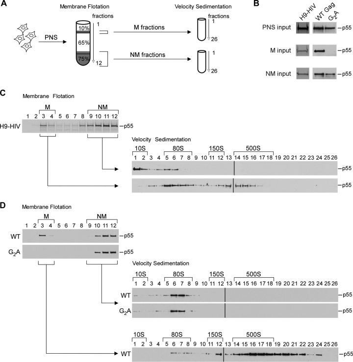 FIG 3