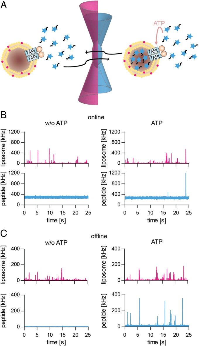 Fig. 2.