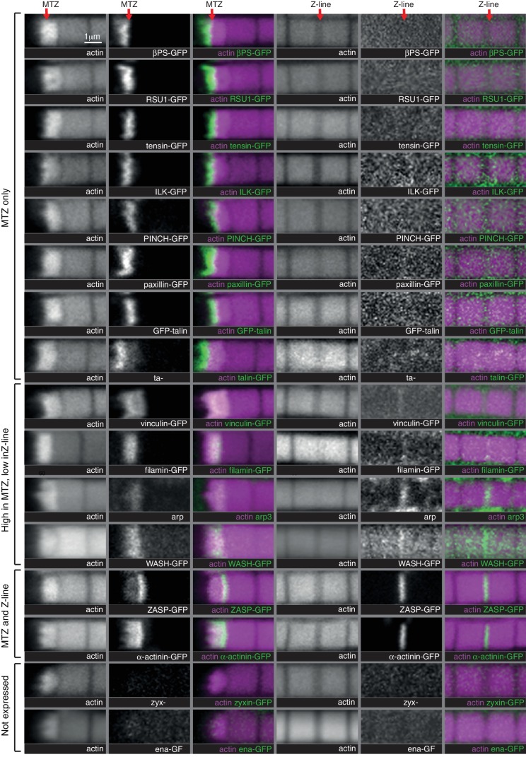 Figure 5—figure supplement 1.