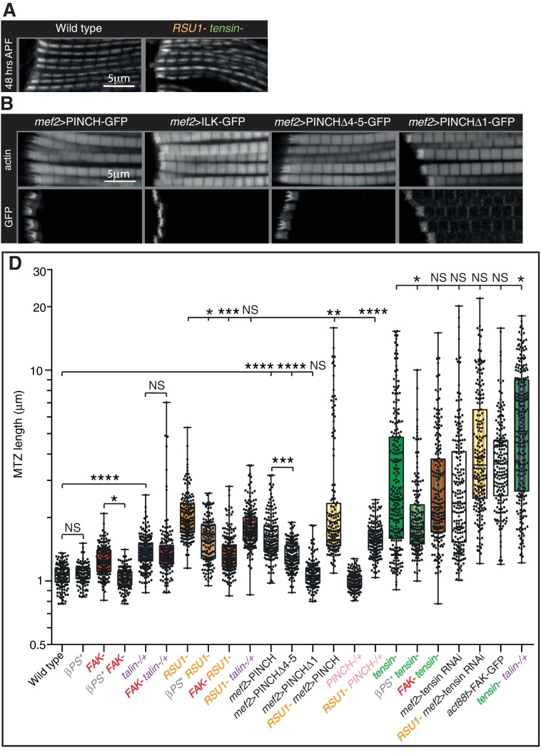 Figure 3—figure supplement 1.