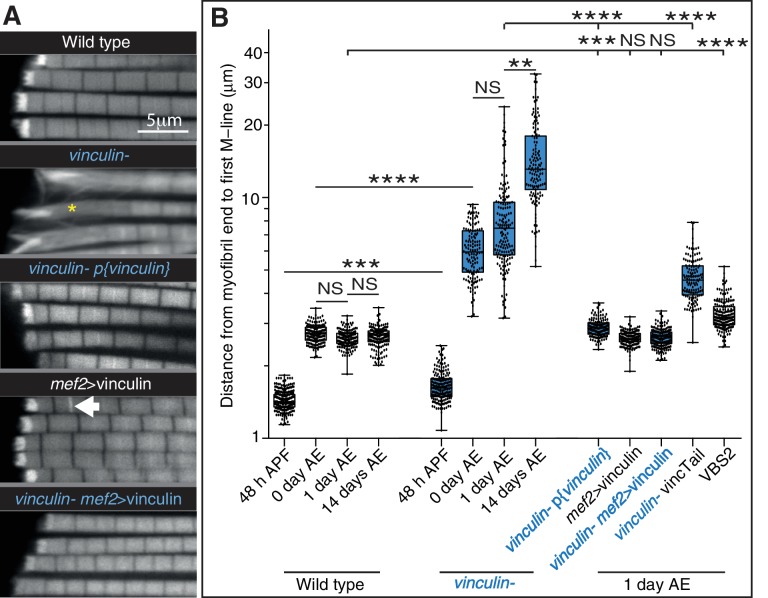 Figure 4—figure supplement 1.