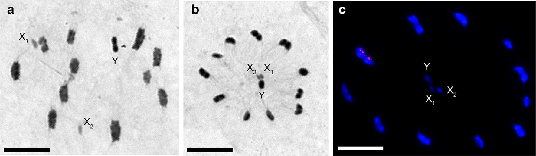 Fig. 2