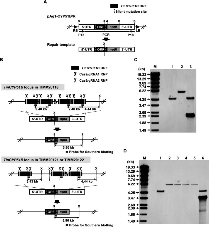 Fig 4