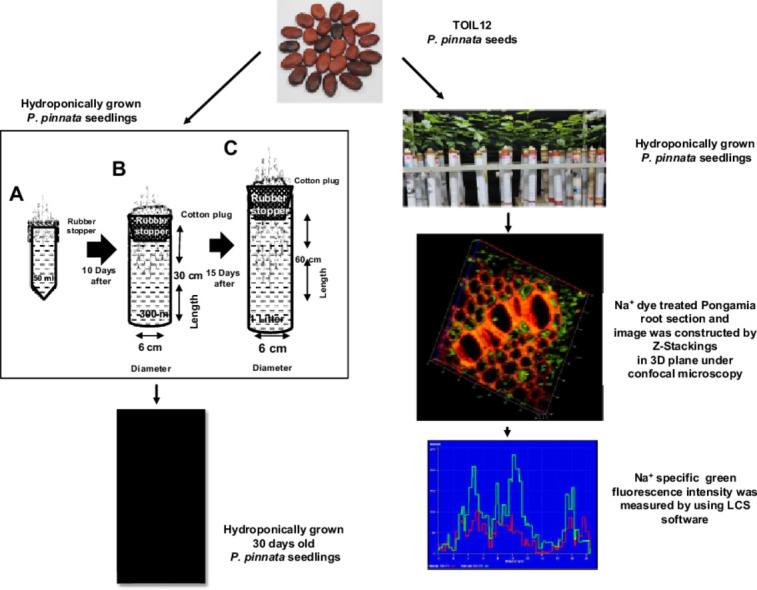 Image, graphical abstract