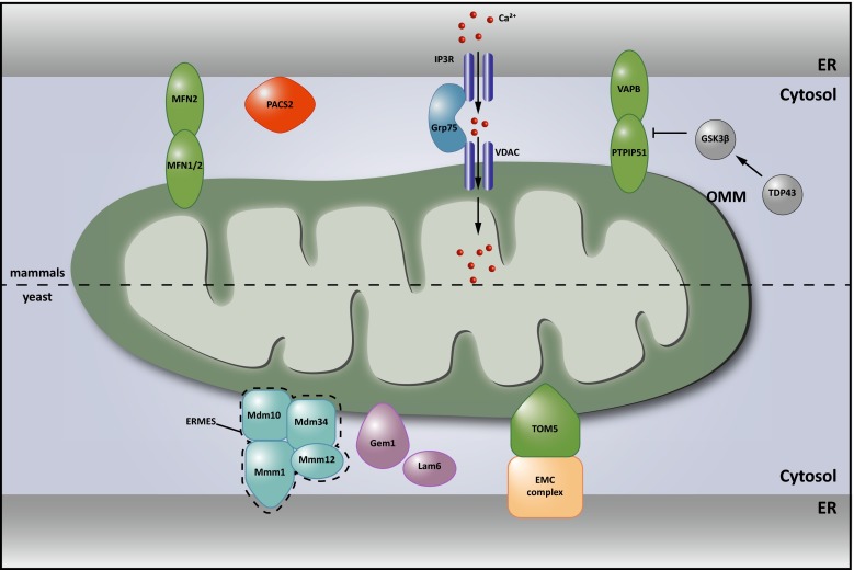 Fig. 2