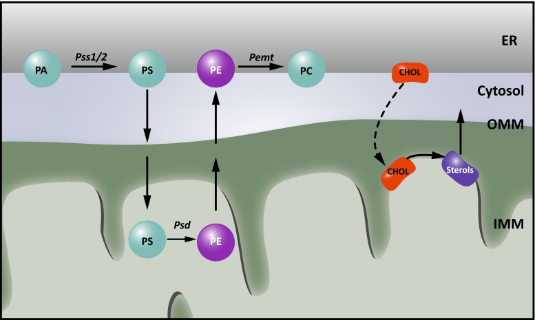 Fig. 3