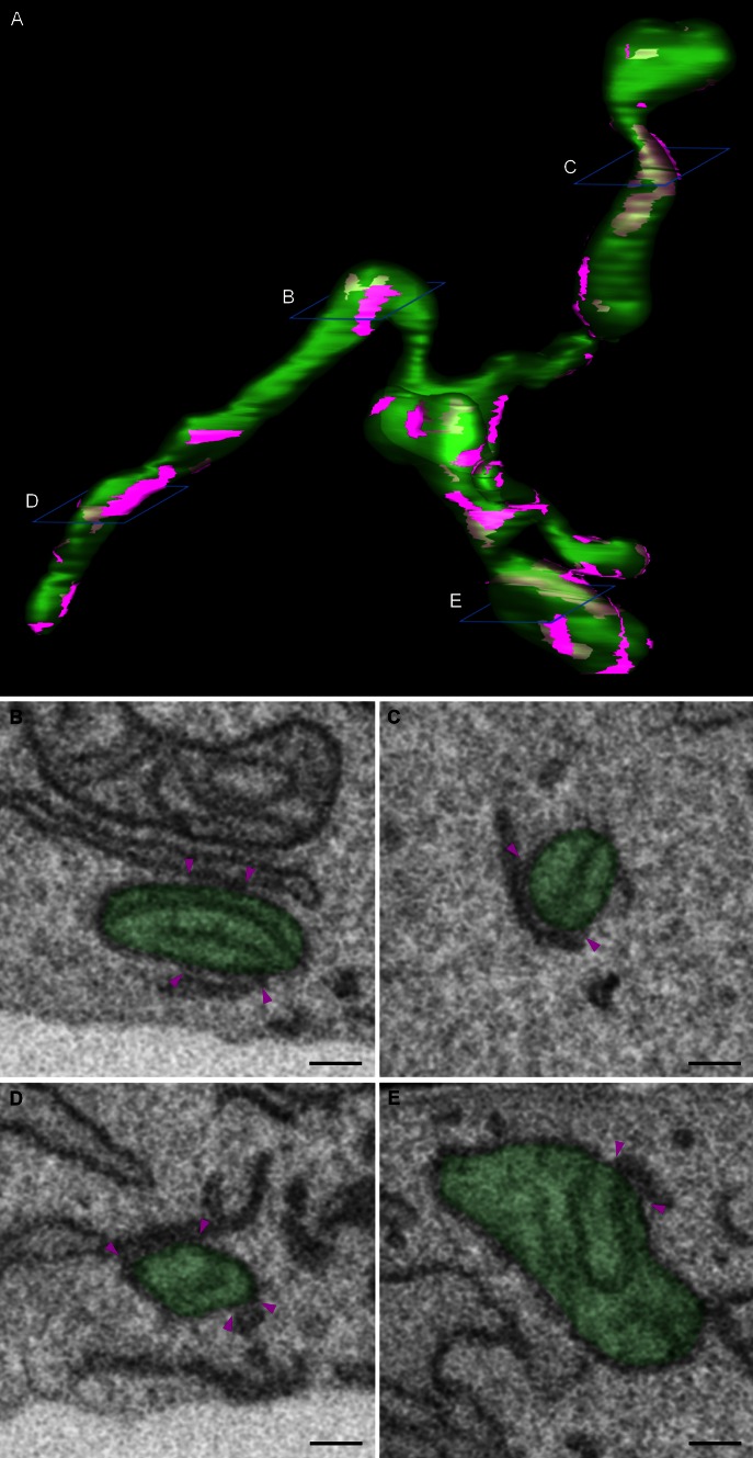 Fig. 1