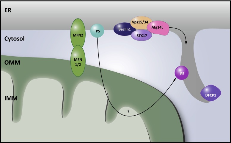 Fig. 6