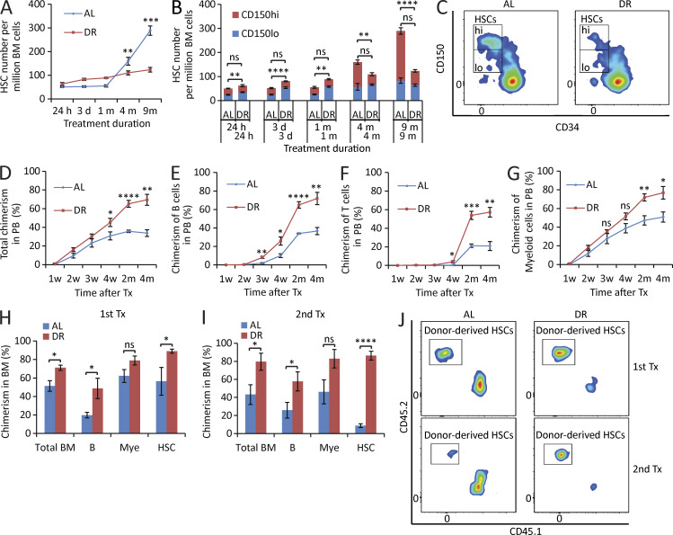 Figure 1. DR retards HSC aging. (A–C) 3-mo-old mice were fed with DR diet or AL diet. The HSC population was analyzed by flow cytometry at the indicated time points after dietary intervention (n = 4–5 mice per group per time point; n = 2 independent experiments). Note that the number of HSCs, in particular myeloid-biased HSCs, of DR mice was maintained relatively stable, whereas it increased significantly over time during aging in AL mice. In B, the significance of the comparison was shown in the lower line for the lymphoid-biased HSCs (CD150lo HSCs) and in the upper line for the myeloid-biased HSCs (CD150hi HSCs). Note that the skewing toward myeloid-biased HSCs during aging in AL mice was rescued in DR mice. (C) Representative FACS plots of mice treated with 9-mo DR or AL gated from c-Kit+Sca-1+lineage− BM cells. (D–G) 100 HSCs derived from donor mice treated with mid-term (6 mo) DR or AL were transplanted along with 2 × 105 total BM cells from competitor mice into recipient mice (n = 4–5 mice per group; n = 2 independent experiments). Panels show donor-derived total chimerisms (D), chimerisms of lymphoid lineage (E and F), and chimerisms of myeloid lineage (G) in PB at the indicated time points after transplantation. (H–J) 200 HSCs derived from donor mice treated with long-term (1 yr) DR or AL were transplanted along with 2 × 105 total BM cells from competitor mice into recipient mice. 4 mo later, 107 BM cells from the primary recipients were transplanted to secondary recipient mice (n = 4–5 mice per group; n = 2 independent experiments). (H and I) Donor-derived chimerisms in BM 4 mo after primary (H) and secondary (I) transplantation (Tx). (J) Representative FACS plots of primary and secondary recipient mice gated from HSCs. HSCs, CD150+CD34−c-Kit+Sca-1+lineage− BM cells; m, months; B, B cells; T, T cells; Mye, myeloid cells; w, weeks. Data are displayed as mean ± SEM. *, P < 0.05; **, P < 0.01; ***, P < 0.001; ****, P < 0.0001 by unpaired two-tailed Student’s t test. ns, not significant.