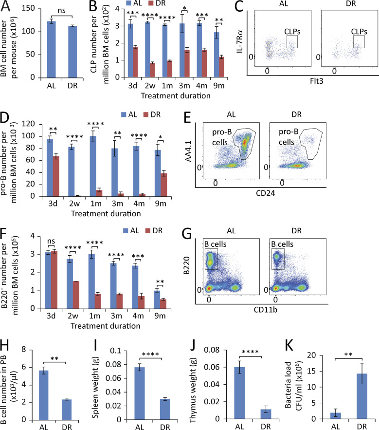 Figure 3. DR leads to a sequential reduction of lymphopoiesis in BM. (A) Total number of BM cells of mice treated with DR or AL for 2 wk (n = 5 mice per group; n = 2 independent experiments). (B, D, and F) Flow cytometry analysis of CLPs (B), pro–B cells (D), and B220+ cells (F) of BM from mice treated with DR or AL for the indicated time periods (n = 4–5 mice per group per time point; n = 2 independent experiments). Note a sequential reduction from early progenitors to downstream differentiated cells. (C, E, and G) Representative FACS plots at 2-wk time point gated from c-Kitmid/lowSca-1mid/lowlineage− cells (C), B220+TER-119−Gr-1−CD11b−CD3− cells (E), and total BM cells (G). (H–J) B cell counting in PB (H), spleen weight (I), and thymus weight (J) of mice treated with DR or AL for 2 wk (n = 5 mice per group; n = 2 independent experiments). (K) Mice were treated with a DR or AL diet for 10 d and injected with bacteria or vehicle control in the feet. Bacterial load was measured 1 wk after the bacterial injection (n = 6 mice per group; n = 2 independent experiments). CLPs, IL-7Rα+Flt3+c-Kitmid/lowSca-1mid/low lineage− cells; pro–B cells, B220+CD24+AA4.1+TER-119−Gr-1−CD11b−CD3− cells. Data are displayed as mean ± SEM. *, P < 0.05; **, P < 0.01; ***, P < 0.001; ****, P < 0.0001 by unpaired two-tailed Student’s t test. ns, not significant.