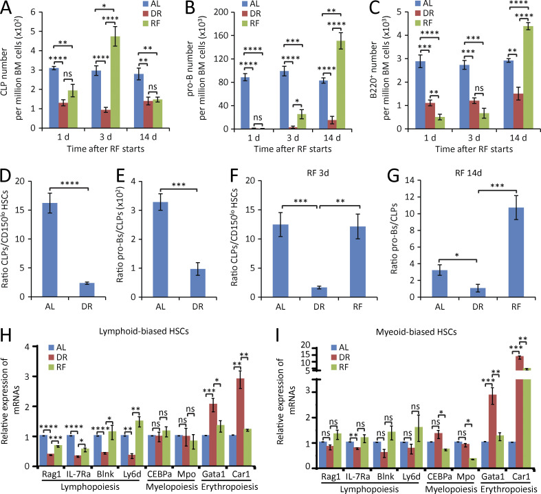 Figure 5. DR impairs lymphoid cell differentiation and enhances erythropoiesis in lymphoid-biased HSCs. (A–C) Mice were treated with DR or AL for 3 wk. Afterward, half of the mice in the DR group were refed AL (RF), whereas the remaining mice were continuously treated with the same diet as before. The numbers of CLPs (A), pro–B cells (B), and B220+ cells (C) in BM were analyzed by flow cytometry at the indicated time points after RF (n = 5 mice per group per time point; n = 2 independent experiments). One-way ANOVA analysis was used. Note that a sequential recovery occurred first in CLPs, second in pro–B cells, and lastly in B220+ cells after RF. (D and E) Flow cytometry analysis of the ratio of CLPs versus lymphoid-biased HSCs (D) and pro–B cells versus CLPs (E) of BM from mice treated with DR or AL for 1 mo (n = 5 mice per group; n = 2 independent experiments). Unpaired two-tailed Student’s t test was used. (F–I) Mice were treated with DR or AL for 3 wk. Afterward, half of the mice in the DR group were refed AL for 3 or 14 d, whereas the remaining mice were continuously treated with the same diet as before (n = 5 mice per time point per group; n = 2 independent experiments). One-way ANOVA analysis was used. (F) Ratio of CLPs versus lymphoid-biased HSCs after RF for 3 d. (G) Ratio of pro–B cells versus CLPs after RF for 14 d. (H and I) The expressions of lymphoid-, myeloid-, and erythroid-specific genes in lymphoid-biased HSCs (H) and myeloid-biased HSCs (I) were analyzed by qRT-PCR after RF for 3 d (n = 3 independent experiments). For each experiment, HSCs were obtained from a pool of three to four mice per group. Data are displayed as mean ± SEM. *, P < 0.05; **, P < 0.01; ***, P < 0.001; ****, P < 0.0001. ns, not significant.