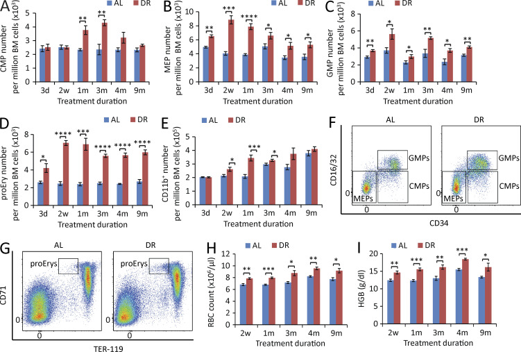 Figure 4. DR leads to enhanced erythropoiesis and myelopoiesis in BM. (A–E) Flow cytometry analysis of CMPs (A), MEPs (B), GMPs (C), proEry’s (D), and myeloid cells (E) of BM from mice treated with DR or AL for the indicated time periods (n = 4–5 mice per group per time point; n = 2 independent experiments). (F and G) Representative FACS plots at 2-wk time point gated from c-Kit+Sca-1−lineage− cells (F) and total BM cells (G). (H and I) PB cell counting of RBC (H) and hemoglobin (I) of mice treated with DR or AL for the indicated time periods (n = 4–5 mice per time point per group; n = 2 independent experiments). CMPs, CD16/32−CD34+c-Kit+Sca-1−lineage− cells; MEPs, CD16/32−CD34−c-Kit+Sca-1−lineage− cells; GMPs, CD16/32+CD34+c-Kit+Sca-1−lineage− cells; proEry’s, CD71+TER-119mid cells; HGB, hemoglobin. Data are displayed as mean ± SEM. *, P < 0.05; **, P < 0.01; ***, P < 0.001; ****, P < 0.0001 by unpaired two-tailed Student’s t test. ns, not significant.