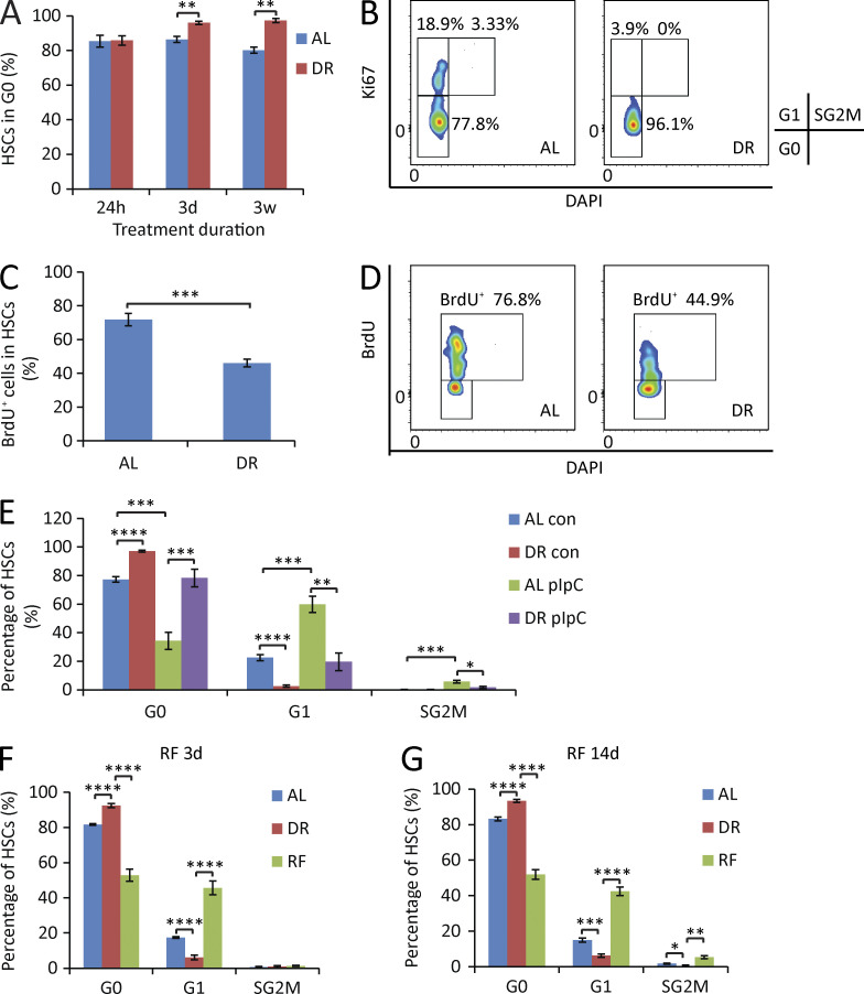 Figure 2. DR increases HSC quiescence. (A and B) HSCs were freshly isolated from mice that were treated for the indicated time periods with a DR or AL diet. Cell cycle was analyzed by FACS using Ki67 and DAPI staining (n = 3–5 mice per group per time point; n = 2 independent experiments). (A) Quantification of HSCs in G0 phase. Unpaired two-tailed Student’s t test was used. (B) Representative FACS plots gated from HSCs of mice treated with DR or AL for 3 wk. (C and D) Mice were treated with DR or AL for 10 d. On day 4, a single dose of 180 µg BrdU was injected intraperitoneally, and the mice were continuously supplied with 0.8 mg/ml BrdU in drinking water for the subsequent 6 d (n = 5 mice per group per time point; n = 2 independent experiments). (C) Quantification of BrdU-incorporated HSCs on day 10 (6 d after bolus injection followed by continuous supplementation of BrdU). Unpaired two-tailed Student’s t test was used. (D) Representative FACS plots gated from HSCs. (E) Mice were treated with DR or AL for 8 d followed by a single 5-mg/kg dose of pIpC injection. 16 h after injection, HSC cell cycle activity was analyzed by flow cytometry by Ki67 and DAPI staining (n = 4–5 mice per group per time point; n = 2 independent experiments). One-way ANOVA analysis was used. (F and G) Mice were treated with DR or AL for 3 wk. Afterward, half of the mice in the DR group were refed AL (RF), whereas the remaining mice were continuously treated with the same diet as before. HSC cycle activity from all groups was analyzed 3 d (F) and 14 d (G) after RF by flow cytometry using Ki67 and DAPI staining (n = 4–5 mice per group per time point; n = 2 independent experiments). One-way ANOVA analysis was used. Note that HSC cycle activity was strongly activated upon RF. Data are displayed as mean ± SEM. *, P < 0.05; **, P < 0.01; ***, P < 0.001; ****, P < 0.0001. ns, not significant.