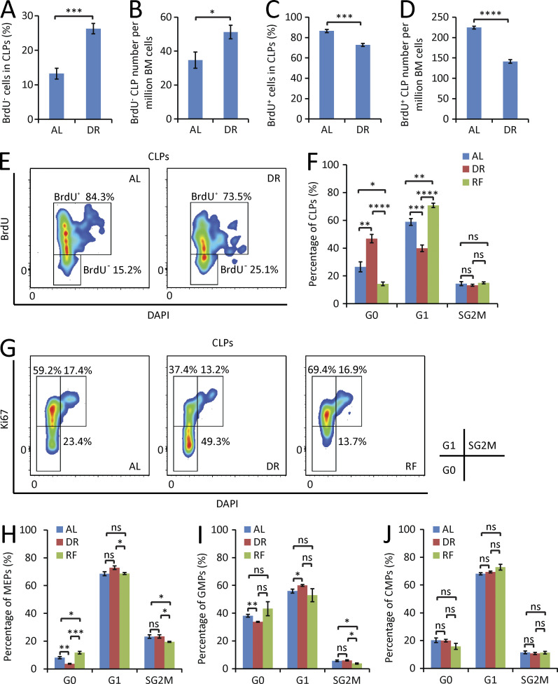 Figure 6. DR selectively inhibits proliferation of lymphoid progenitors. (A–E) Mice were treated with DR or AL for 6 d. On day 4, a single dose of 180 µg BrdU was injected intraperitoneally, and the mice were continuously supplied with 0.8 mg/ml BrdU in drinking water for the subsequent 2 d (n = 5 mice per group; n = 2 independent experiments). Percentage (A) and absolute number (B) of BrdU− cells in the fraction of CLPs. Percentage (C) and absolute number (D) of BrdU+ cells in the fraction of CLPs. Unpaired two-tailed Student’s t test was used. (E) Representative FACS plots gated from CLPs. (F–J) Cell cycle activity analysis of CLPs (F), MEPs (H), GMPs (I), and CMPs (J) in mice treated with DR or AL for 3 wk or refed for 3 d after 3 wk of DR (n = 4–5 mice per group; n = 2 independent experiments). One-way ANOVA analysis was used. (G) Representative FACS plots gated from CLPs. Data are displayed as mean ± SEM. *, P < 0.05; **, P < 0.01; ***, P < 0.001; ****, P < 0.0001. ns, not significant.