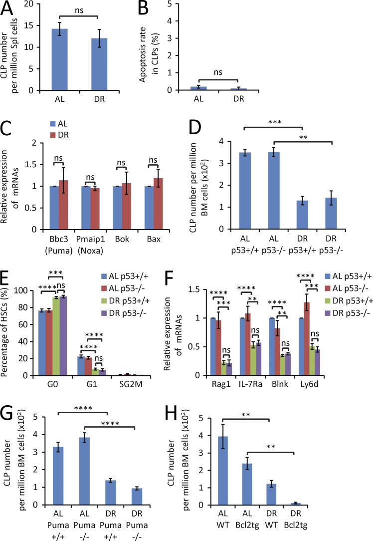 Figure 7. Impairment of lymphopoiesis is not the result of CLP mobilization or apoptosis. (A and B) FACS analysis of CLPs in spleen (Spl) of 2-mo-old mice treated for 2 wk with a DR or AL diet. (A) Absolute number of CLPs in BM (n = 4 mice per group; n = 2 independent experiments). (B) Percentage of apoptosis (Annexin V positive and DAPI negative) in the fraction of CLPs (n = 5 mice per group; n = 2 independent experiments). Unpaired two-tailed Student’s t test was used. (C) qRT-PCR analysis of the mRNA expression of the indicated apoptosis-inducing genes in the fraction of freshly isolated CLPs from BM of 2-mo-old mice treated for 2 wk with a DR or AL diet (n = 4 independent experiments). For each experiment, CLPs were extracted from a pool of three mice per group, and expression levels were normalized to β-actin and set to 1 in CLPs derived from AL diet–treated mice. Unpaired two-tailed Student’s t test was used. (D–F) 2-mo-old p53−/− mice and p53+/+ mice (littermates) were treated with DR or AL for 2 wk (n = 3–4 mice per group; n = 2 independent experiments). (D) Total number of CLPs analyzed by FACS. (E) Cell cycle activity analysis of HSCs analyzed by Ki67 and DAPI staining. (F) qRT-PCR analysis of the expression of lymphoid-specific genes in lymphoid-biased HSCs. One-way ANOVA analysis was used. (G) FACS analysis of the total number of CLPs from 8-mo-old Puma−/− mice and Puma+/+ mice (littermates) that were treated with a DR or AL diet for 2 wk (n = 3 mice per group; n = 2 independent experiments). One-way ANOVA analysis was used. (H) FACS analysis of total number of CLPs from 7-mo-old Bcl2 transgenic mice and age- and gender-matched WT mice that were treated with a DR or AL diet for 2 wk (n = 3–4 mice per group; n = 2 independent experiments). Data are displayed as mean ± SEM. *, P < 0.05; **, P < 0.01; ***, P < 0.001; ****, P < 0.0001 by one-way ANOVA. ns, not significant.