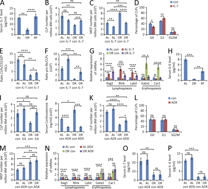 Figure 9. IL-7 or IL-6 injection reverts suppression of lymphopoiesis in mice exposed to DR. (A) ELISA-determined serum level of IL-7 in mice treated with DR or AL for 7 d or refed with AL diet for 3 d after 7 d of DR (n = 3–4 mice per group; n = 2 independent experiments). One-way ANOVA. (B–G) 2-mo-old mice were treated with DR or AL diet for 9 d. In parallel, mouse IL-7 protein or vehicle control was subcutaneously injected for 9 d at a dose of 50 µg/kg once per day (n = 5 mice per group; n = 2 independent experiments). Mice were sacrificed for analysis 24 h after the last injection. (B–D) FACS analysis was performed on freshly isolated BM cells to determine the total number of CLPs (B) and MEPs (C), and the percentage of CLPs (D) of DR mice in the indicated phases of the cell cycle (FACS analysis by Ki67 and DAPI staining). (E and F) the ratio of CLPs versus lymphoid-biased HSCs (E) and of pro–B cells versus CLPs (F). (G) The mRNA expression levels of genes that are associated with lymphoid cell differentiation and erythroid cell differentiation were determined by qRT-PCR in freshly isolated lymphoid-biased HSCs under the indicated treatment conditions. One-way ANOVA (B, C, and E–G) or unpaired two-tailed Student’s t test (D) was used. (H) ELISA-determined serum level of IL-6 in mice treated with DR or AL for 7 d or refed with AL diet for 3 d after 7 d of DR (n = 3–4 mice per group; n = 2 independent experiments). One-way ANOVA was used. (I) 2-mo-old mice were treated with a DR or AL diet for 5 d. In parallel, mouse IL-6 protein or vehicle control was subcutaneously injected into mice daily at a dose of 50 µg/kg (n = 4 mice per group; n = 2 independent experiments). The total number of CLPs was determined by FACS analysis, 24 h after the last injection. One-way ANOVA analysis. (J–P) ADX or sham surgery was performed on 2-mo-old mice. 10 d after operation, mice were treated with DR or AL for 9 d (n = 4–5 mice per group; n = 2 independent experiments). Mice of the indicated cohorts were analyzed as follows: (J, O, and P) ELISA-determined serum levels of total corticosterone (J), IL-7 (O), and IL-6 (P); (K–M) FACS analysis of the total number of CLPs (K) and MEPs (M) per million BM cells and of the percentage of CLPs (L) of DR mice in different stages of the cell cycle (by Ki67 and DAPI staining); (N) expression of lymphoid- and erythroid-specific genes in lymphoid-biased HSCs of mice of the indicated cohorts. One-way ANOVA (J, K, and M–P) or unpaired two-tailed Student’s t test (L) was used. AL con, control-injected AL mice or sham-operated AL mice; AL IL-7, IL-7–injected AL mice; DR con, control-injected DR mice or sham-operated DR mice; DR IL-7, IL-7–injected DR mice; AL IL-6, IL-6–injected AL mice; DR IL-6, IL-6–injected DR mice; AL ADX, AL mice with ADX; DR ADX, DR mice with ADX. Data are displayed as mean ± SEM. *, P < 0.05; **, P < 0.01; ***, P < 0.001; ****, P < 0.0001. ns, not significant.