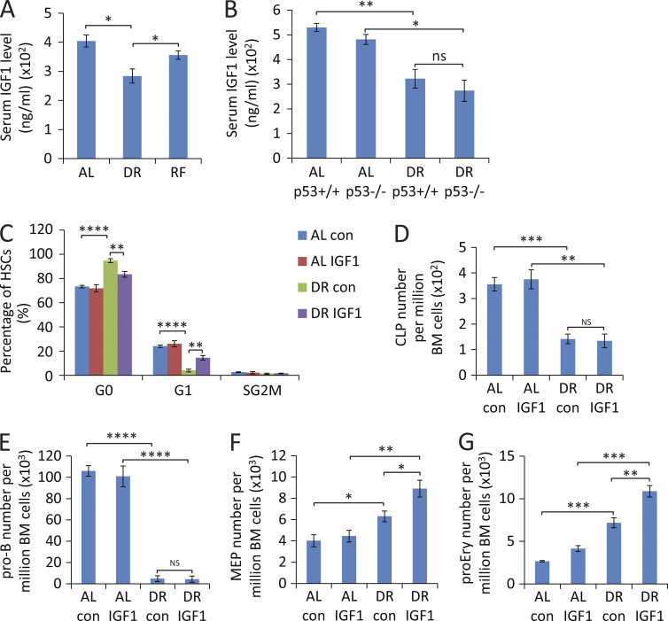 Figure 8. IGF1 injection reverts the increases in HSC quiescence but not the suppression of lymphopoiesis in mice exposed to DR. (A) ELISA-determined serum level of IGF1 in mice treated with DR or AL for 4 d or refed with an AL diet for 3 d after 4 d of DR (n = 3–4 mice per group; n = 2 independent experiments). (B) ELISA-determined serum level of IGF1 in 2-mo-old p53−/− mice and p53+/+ mice (littermates) that were treated with DR or AL for 2 wk (n = 3–4 mice per group; n = 2 independent experiments). (C–G) Mice were treated with a DR or AL diet for 8 d. In parallel, recombinant human IGF1 protein or vehicle control was subcutaneously injected twice per day at a dose of 500 µg/kg (n = 4 mice per group; n = 2 independent experiments). FACS analysis was performed 24 h after the last injection on freshly isolated BM cells: percentage of HSCs in the indicated cell cycle stages (C), total numbers of CLPs (D), pro–B cells (E), MEPs (F), and proEry’s (G) per million total BM cells are show. AL con, control-injected AL mice; AL IGF1, IGF1-injected AL mice; DR con, control-injected DR mice; DR IGF1, IGF1-injected DR mice. Data are displayed as mean ± SEM. *, P < 0.05; **, P < 0.01; ***, P < 0.001; ****, P < 0.0001 by one-way ANOVA. ns, not significant.