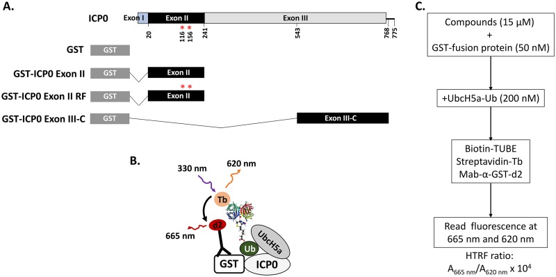 FIG 1