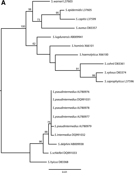 FIG.1.