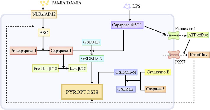 FIGURE 2