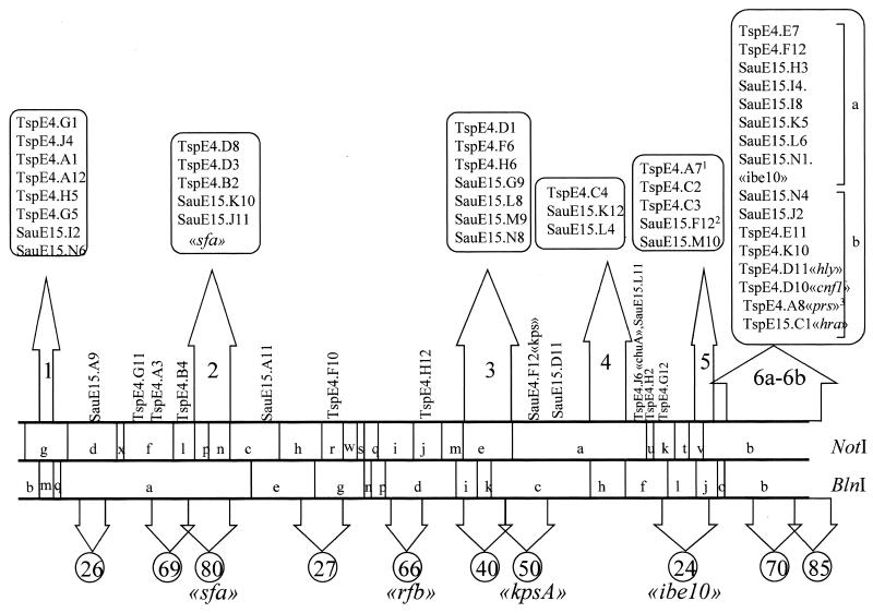 FIG. 1