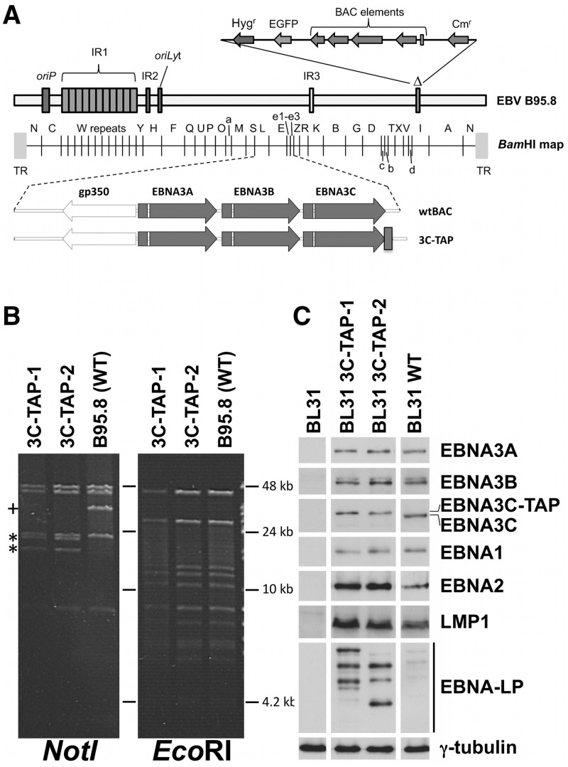 Figure 7.