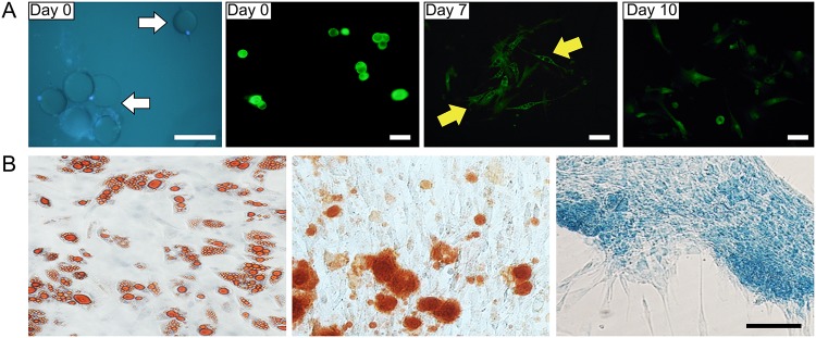 Fig 6