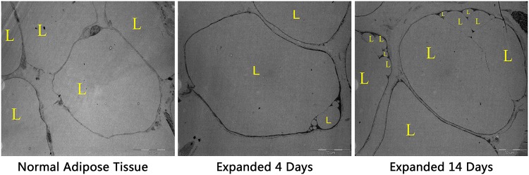 Fig 4