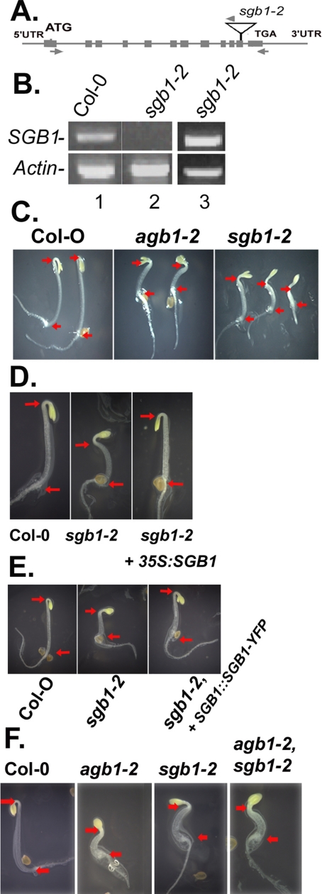 Figure 5.