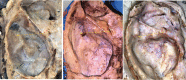 Fig. 8