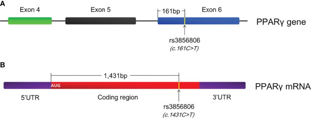 Figure 3