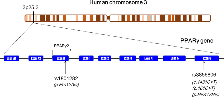 Figure 1