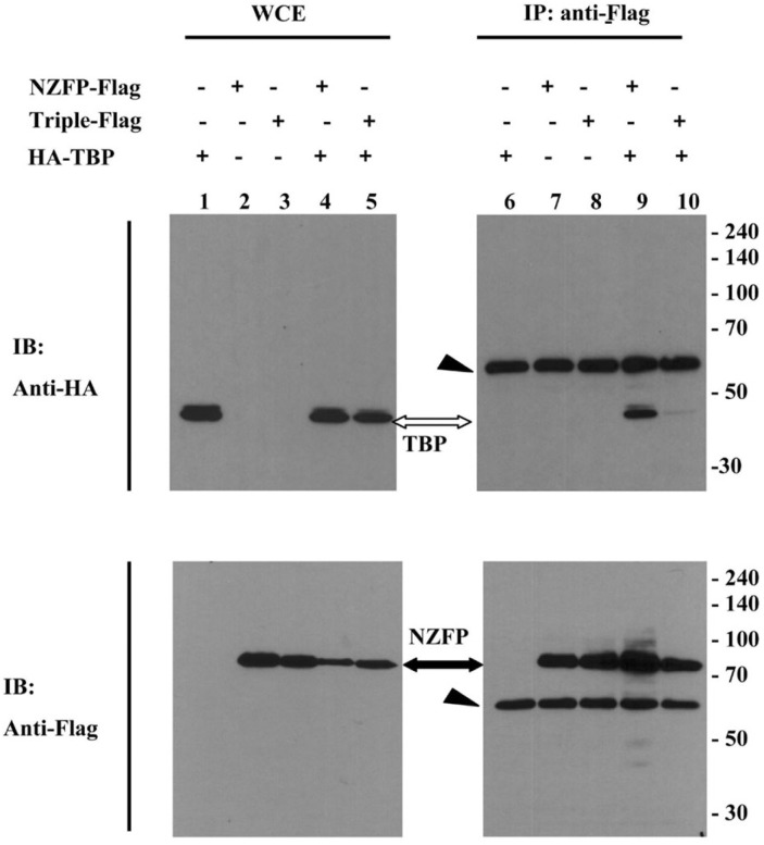 Fig. 5.