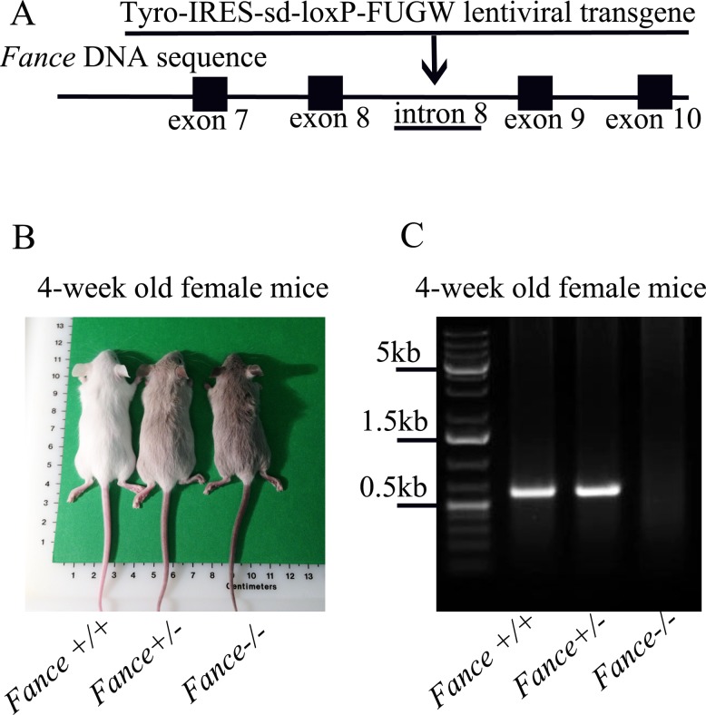 Fig 1