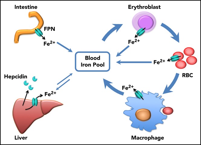 graphic file with name blood842997absf1.jpg