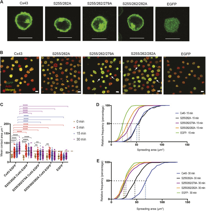 Fig. 6. Double and triple mutations of Cx43 carboxyl tail have mixed effects on BCR-mediated spreading within B-cell populations. (A) Localization of Group 1 double and triple mutants S255/262A, S255/262/279A and S255/262/282A along with WT Cx43-EGFP and EGFP expressed in J558μm3 cells. (B) Membrane spreading of J558μm3 cells expressing WT Cx43, Group 1 triple mutants and cells expressing EGFP. Images were obtained at the contact site of the cells and stimulatory coverslips at 15 min time points using a laser-scanning confocal microscope as described. Arrows indicate non-spreading cells in triple-mutant-expressing cells. Cells were stained for actin using Rhodamine-Phalloidin. Number of cells >100 for each time point. Cx43-EGFP=green, actin=red, merged=yellow. (C) Quantification of the spreading area at the different time points as described for Fig. 2. The significance of the data was identified based on two-way ANOVA and a Tukey's test: **P≤0.01; ****P<0.0001. Data shown are representative of three independent experiments. (D,E) Relative frequency (percentages) of cells expressing Group 1 mutants with respect to the spreading area at the 15 min (D) and 30 min (E) time points. Data shown are representative of three independent experiments. Scale bars: 10 μm.