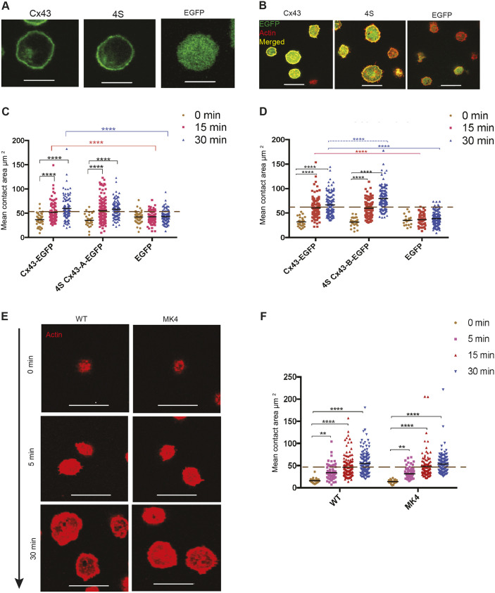 Fig. 5. Quadruple serine mutation of Cx43 carboxyl tail does not affect BCR-mediated cell spreading. (A) Localization of WT, 4S Cx43-EGFP population A and EGFP alone expressed in J558μm3 cells. Optical sections were obtained from the middle of the cells, showing the green EGFP at the cell periphery in WT- and 4S Cx43-expressing cells, and intracellularly when EGFP is expressed alone. (B) Membrane spreading of J558μm3 cells expressing 4S Cx43-EGFP, population A and controls. Images were obtained using a laser-scanning confocal microscope at the contact site of the cells and stimulatory coverslips at 15 min time points. Cells were stained for actin using Rhodamine-Phalloidin. Cx43-EGFP=green, actin=red, merged=yellow. (C,D) Quantification of BCR-mediated cell spreading of J558μm3 cells expressing WT, 4S Cx43-EGFP populations A and B (respectively), and EGFP for 0, 15 and 30 min time points after plating. Dashed line indicates average spreading area for cells expressing WT Cx43-EGFP at 15 min. (E) BCR-mediated cell spreading of primary splenic B-cells from the MK4 and WT mice. Actin=red. (F) Quantification of the spreading area at the different time points as described. The significance of the data was identified based on two-way ANOVA and a Tukey's test: **P≤0.01; ****P<0.0001. Data shown are representative of two or more independent experiments. Number of cells was >100 for each time point. Scale bars: 10 μm.