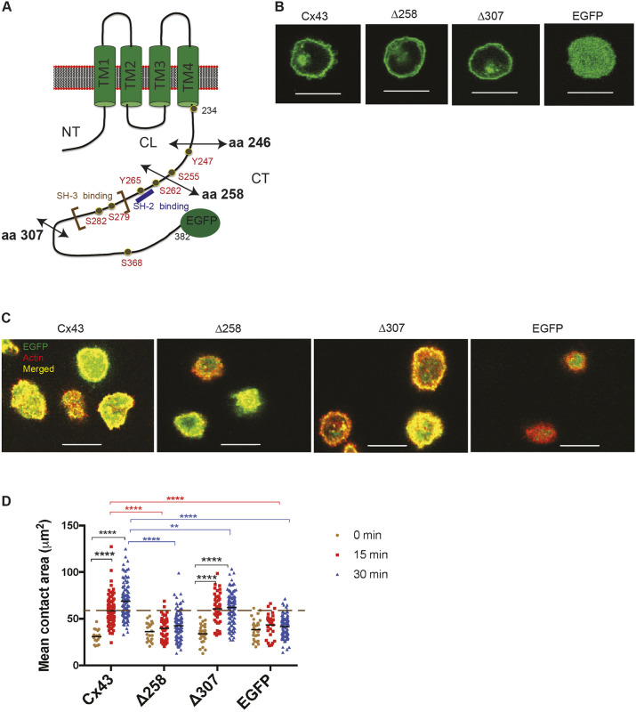 Fig. 3. The carboxyl tail of Cx43 between aa 246 and aa 307 is important for BCR-mediated cell spreading. (A) Schematic showing the location of different deletions within the CT of Cx43 (double-headed arrows). Each of these deletions removes potential modification sites and protein–protein interaction sites. (B) Localization of Δ258 Cx43-EGFP and Δ307 Cx43-EGFP expressed in J558μm3. Cells were plated on anti-BCR-coated stimulatory coverslips for the cell spreading assay. At the zero time point, optical sections were obtained from the middle of the cells. In B and C, all the proteins are EGFP tagged. (C) Representative images of membrane spreading of J558μm3 cells expressing Δ258 Cx43-EGFP and Δ307 Cx43-EGFP at 15 min. Images were obtained using a laser scanning confocal microscope at the contact site of the cells and stimulatory (anti-BCR coated) coverslips at 0, 15 and 30 min time points. Number of cells was >100 for each time point. Cells were stained for actin using Rhodamine-Phalloidin. Cx43=green, actin=red, merged=yellow. (D) Quantification of the spreading area at different time points as described for Fig. 2. Dashed line indicates average spreading area for cells expressing WT Cx43 at 15 min for comparison. The significance of the data was identified based on two-way ANOVA and a Tukey's test: **P≤0.01; ****P<0.0001. Data shown are representative of three independent experiments. Scale bars: 10 μm.